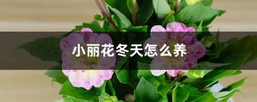 小丽花冬天怎么养，要挖出来吗