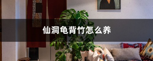 仙洞龟背竹怎么养，仙洞龟背竹图片