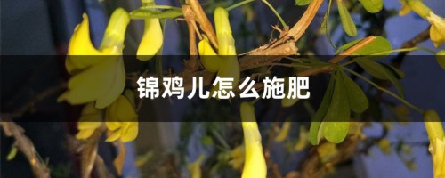 锦鸡儿怎么施肥