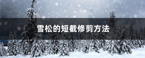 雪松的短截修剪方法