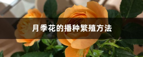 月季花的播种繁殖方法